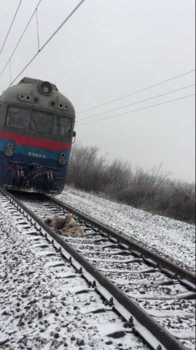 perritos y tren 