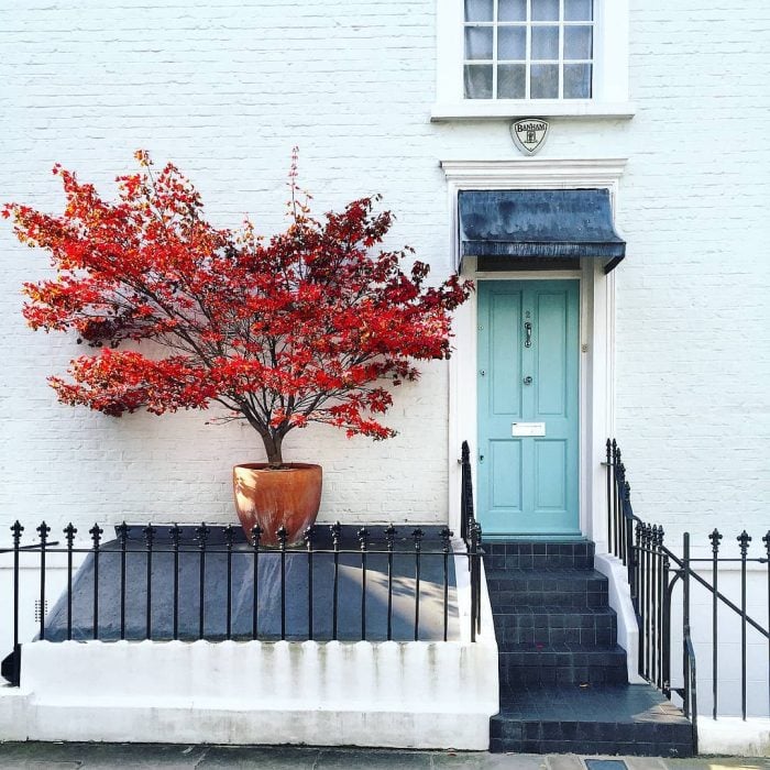 árbol rojo, puerta azul 