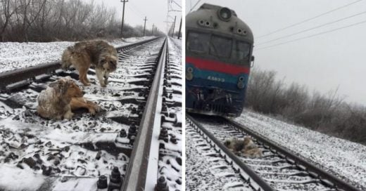 Cover Perro protege a su compañera herida antes de que un tren les pase por encima.