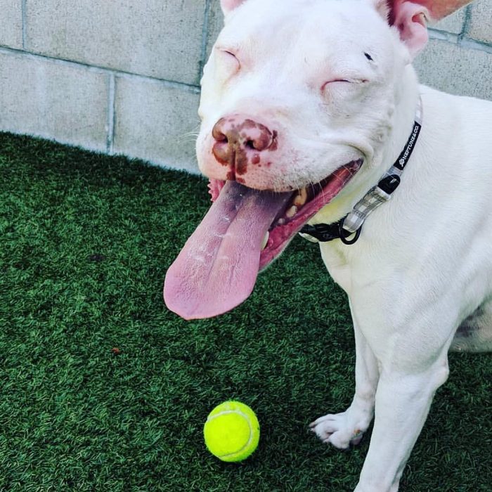 perrita sonriendo 