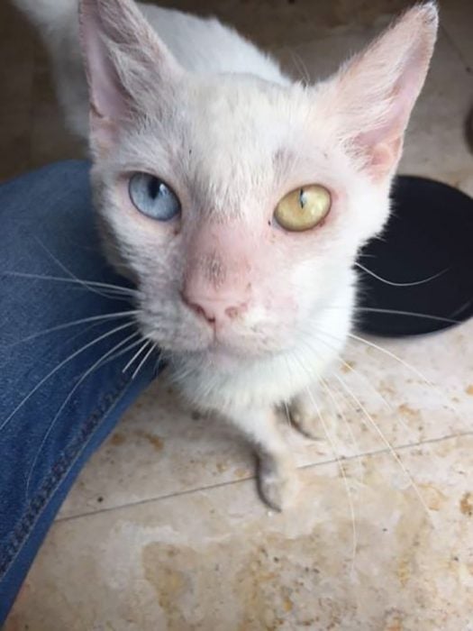 Gato rescatado sorprende a todos cuando abre los ojos