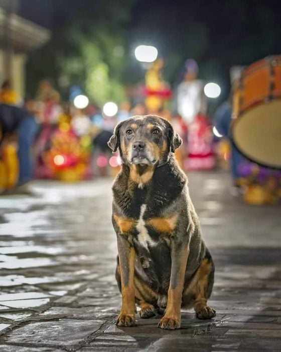 perrito oaxaca