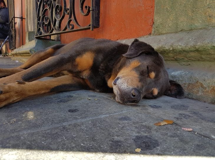 perrito oaxaca mazapan