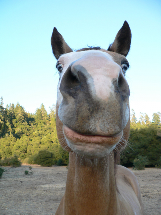 caballos sonrientes