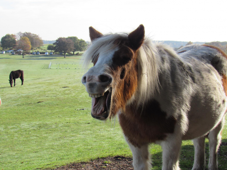 caballos sonrientes