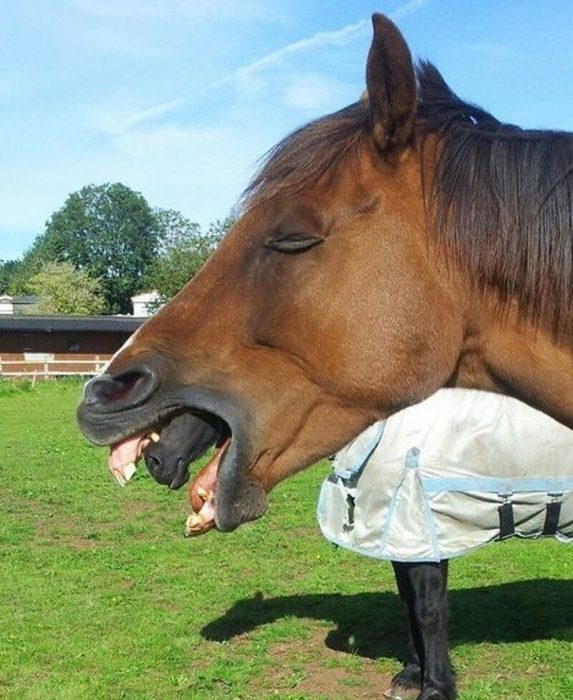 caballos sonrientes