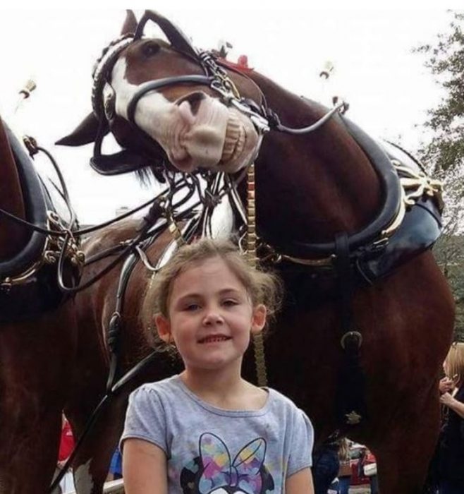 caballos sonrientes