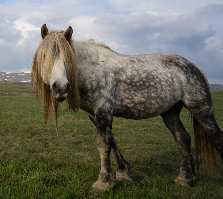 caballos sonrientes