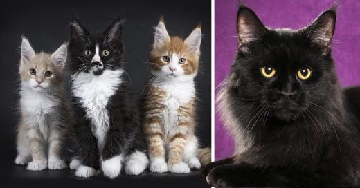 Cover Adorables gatitos Maine Coon que son gigantes esperando a crecer