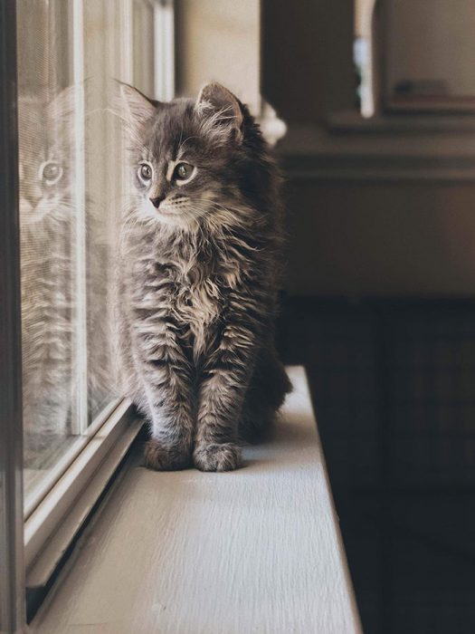 gatos adorables maine coon