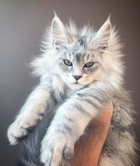 gatos adorables maine coon