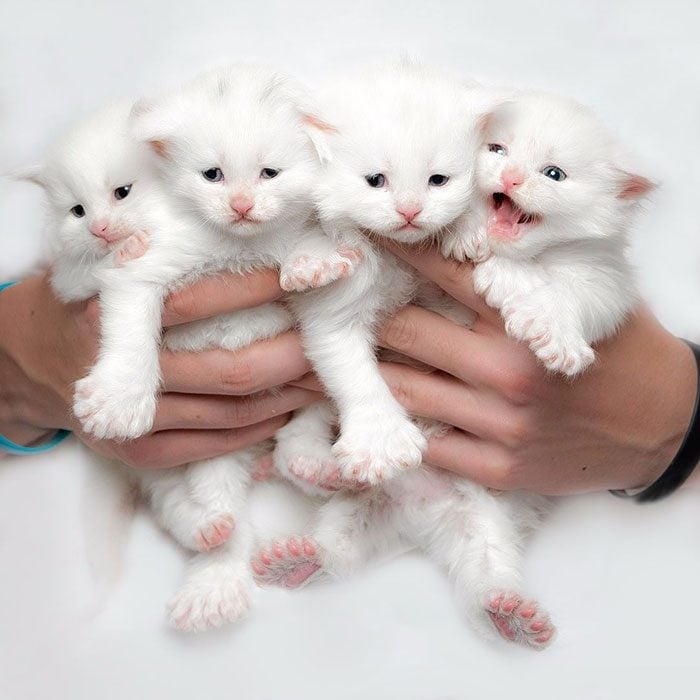 gatos adorables maine coon