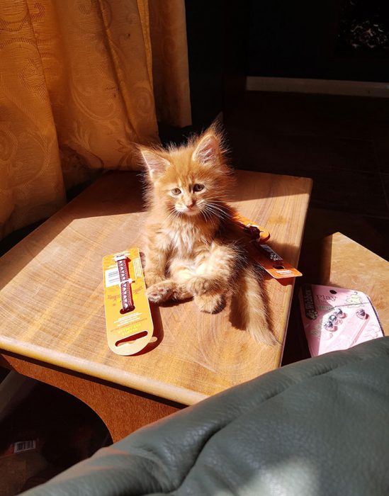 gatos adorables maine coon