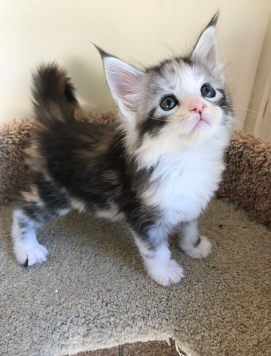 gatos adorables maine coon