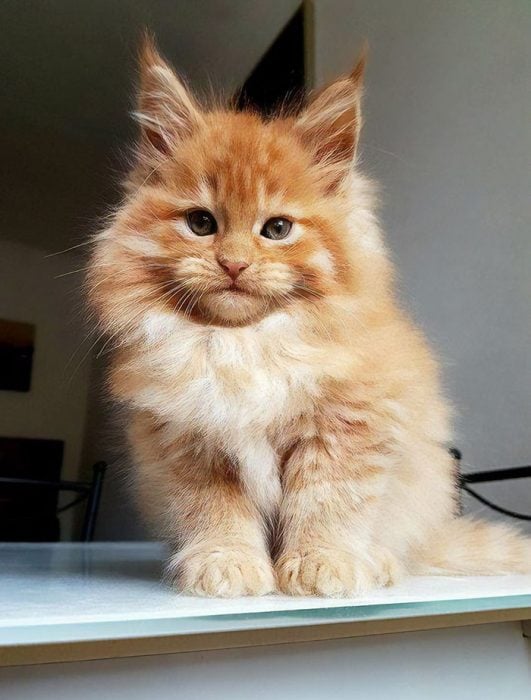 gatos adorables maine coon