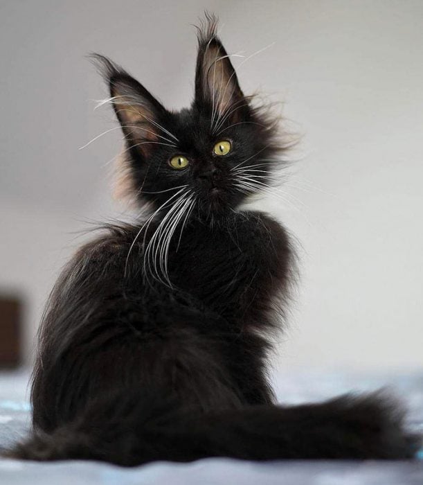 gatos adorables maine coon