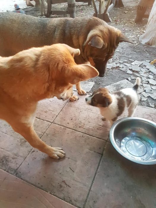 dos pastores y un cachorro 