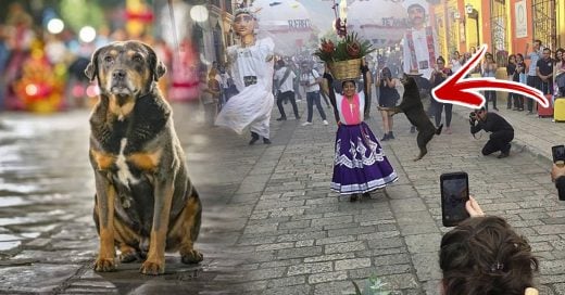 Cover Mazapán, el perrito oaxaqueño que bailó hasta hacerse viral