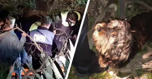 Cover Hallan a un anciano caído en un barranco gracias a los ladridos de su perro