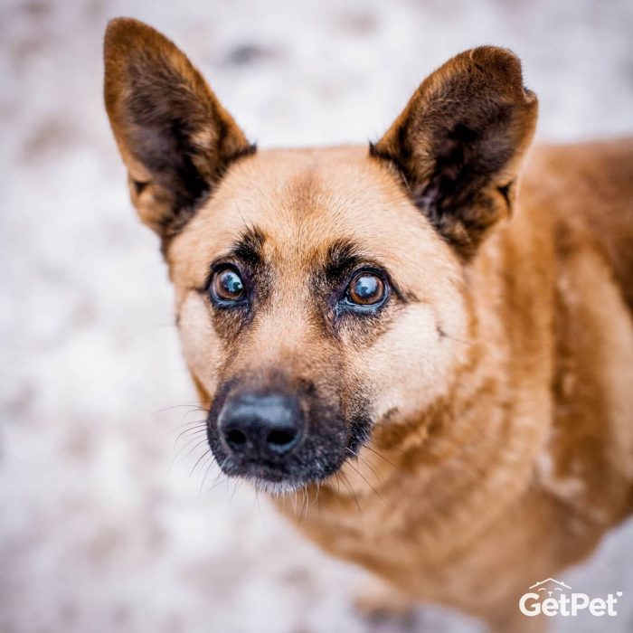 perrito ojos tiernos 