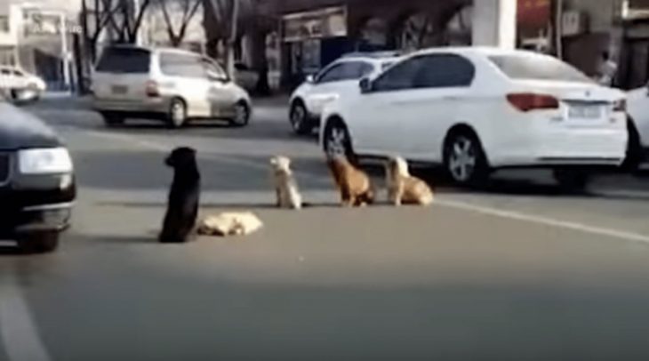 perritos protegiendo un cuerpo 