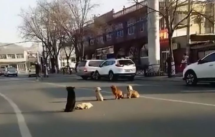 perritos en la calle 