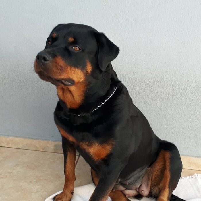 perrito rottweiler 