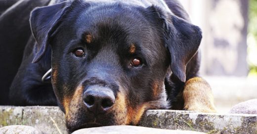 Cover Un perro rottweiler cuidó toda la noche a un bebé abandonado y salvó su vida