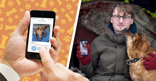 Cover Lanzan aplicación estilo Tinder para adoptar perritos