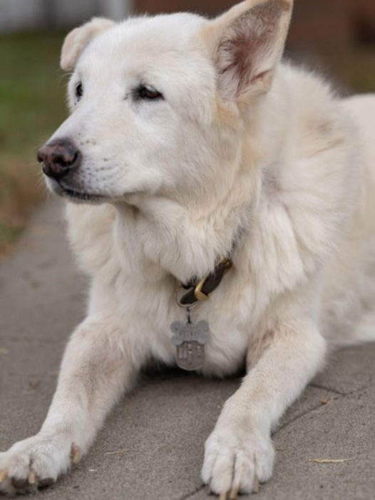 perrito blanco viejito 