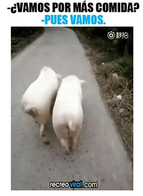 Cerditos caminan al mismo tiempo 