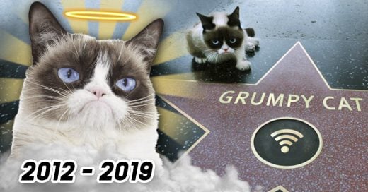 COVER Muere Grumpy cat la felina más carismática y malhumorada de Internet