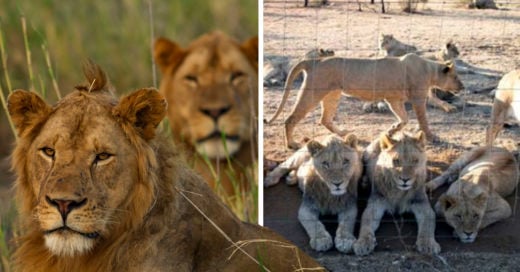 COVER Crían leones en granjas para que cazadores puedan matarlos
