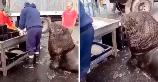 COVER Enorme león marino pide MUY EDUCADO un poco de pescado en el mercado