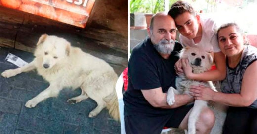 COVER La conmovedora alegría de un perrito callejero luego de que su familia por fin lo encontró
