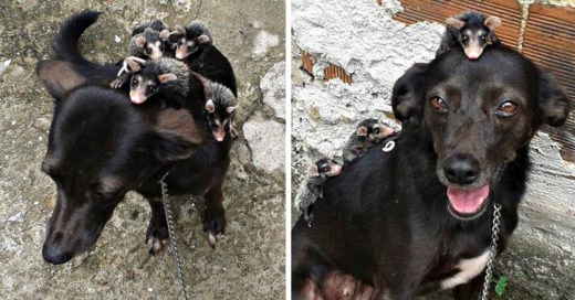 COVER Perrita adopta a zarigüeyas huérfanas, es una madre ejemplar