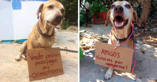 COVER Perrito con cáncer logró pagarse las quimioterapias vendiendo postres