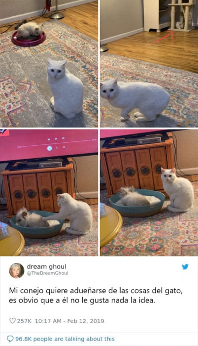 Tweets graciosos de gatos recreoviral