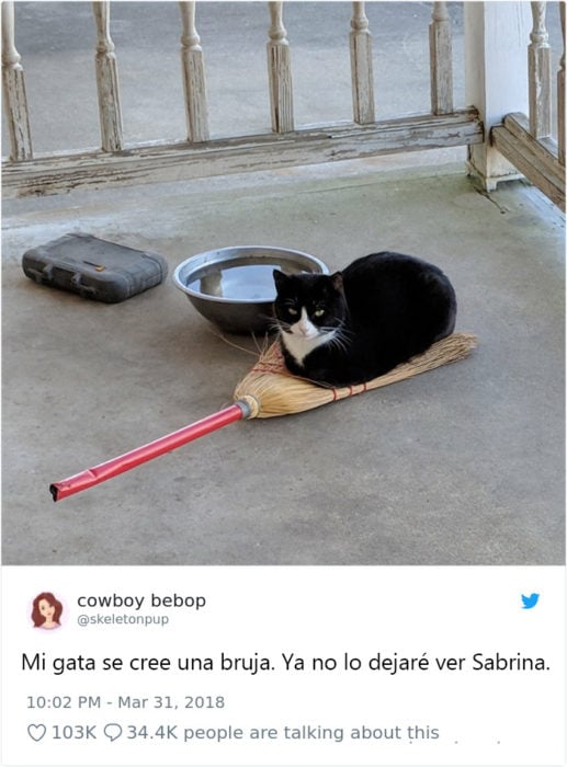 Tweets graciosos de gatos recreoviral