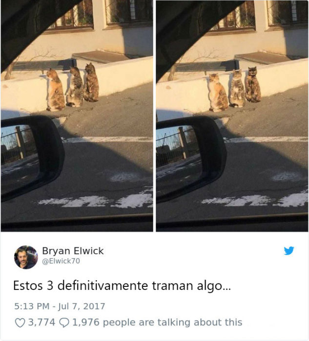 Tweets graciosos de gatos recreoviral