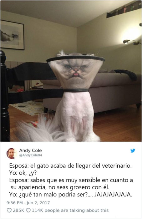 Tweets graciosos de gatos recreoviral