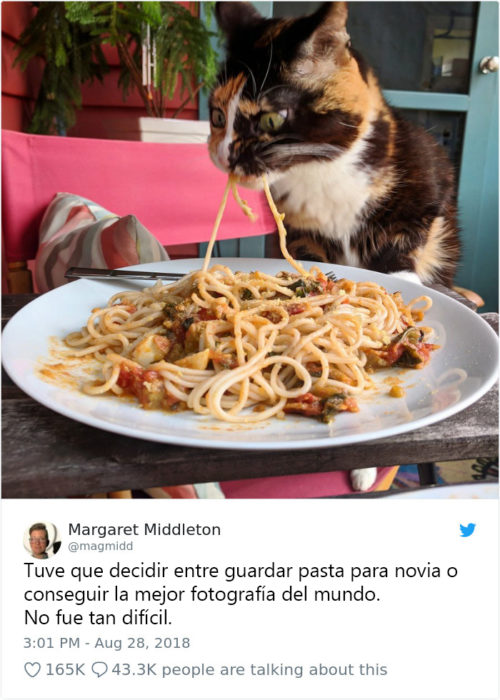 Tweets graciosos de gatos recreoviral