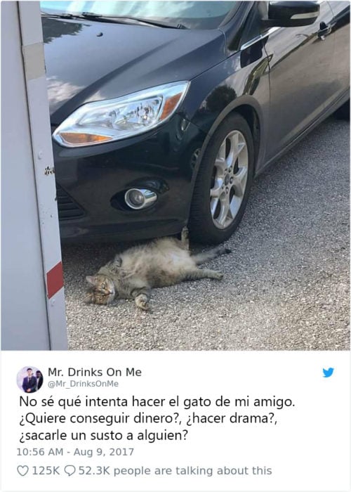 Tweets graciosos de gatos recreoviral