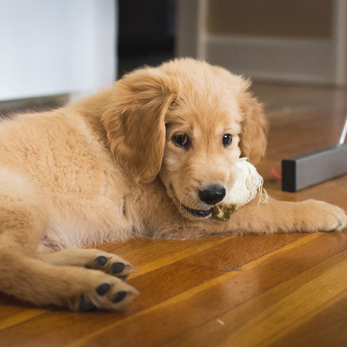 Jake perro golden retriever ciego 