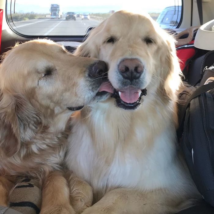 Jake perro golden retriever ciego 