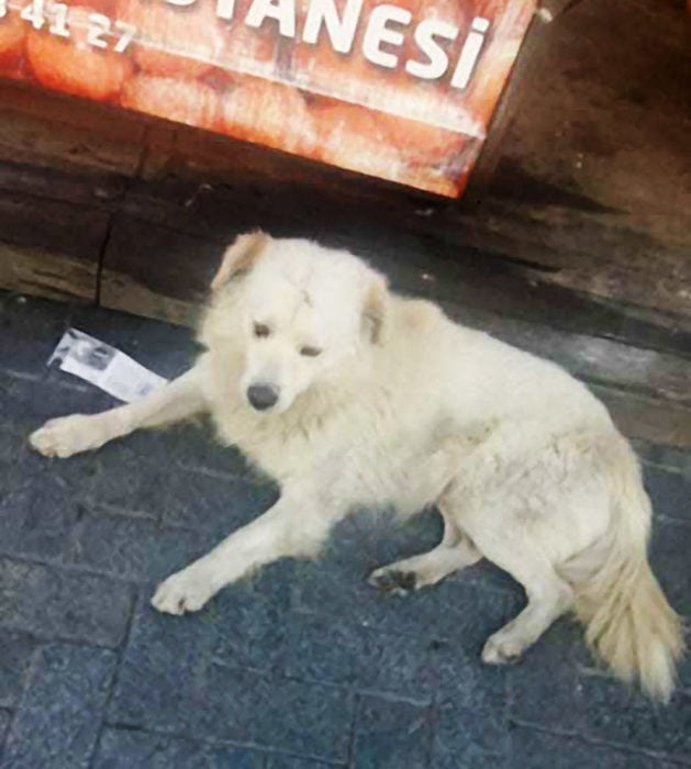 perrito callejero se pone feliz cuando su familia lo encuentra