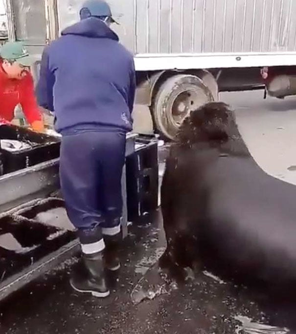 León marino gigante espera su comida