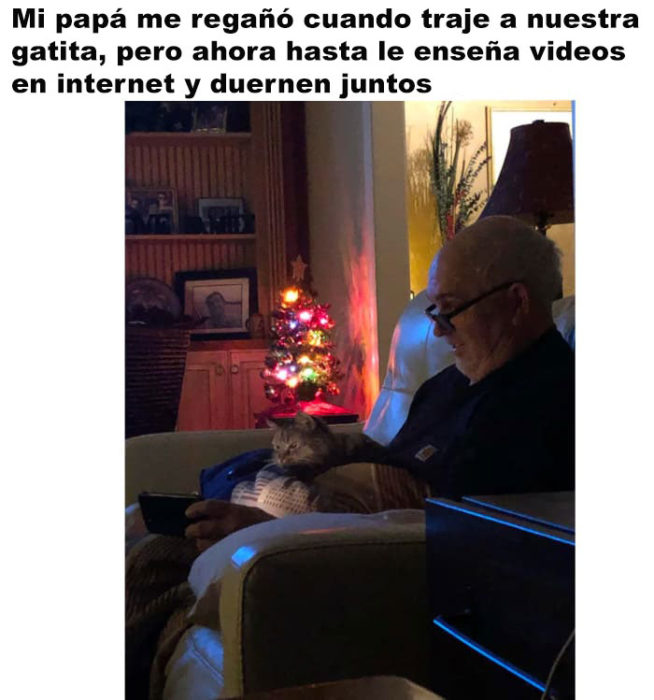 papás que aman a los gatos