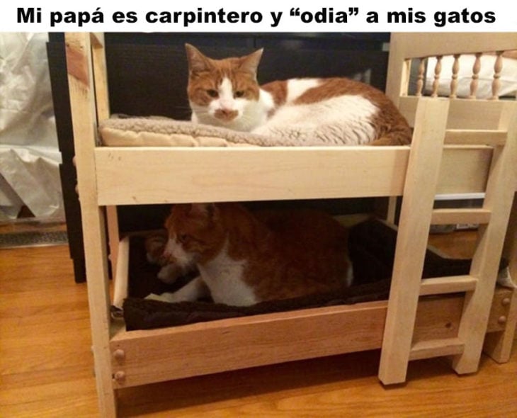 pAPÁS QUE AMAN A LOS GATOS