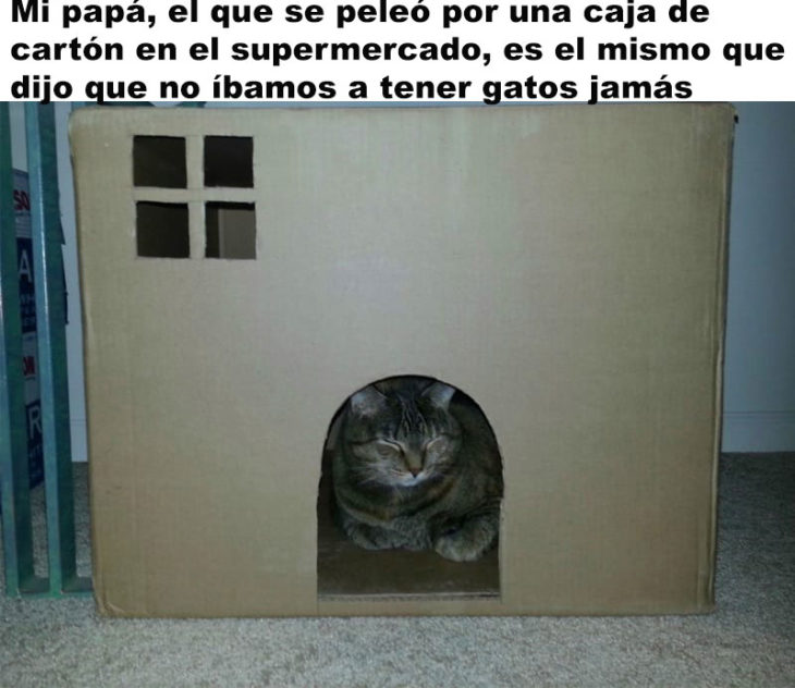 PAPÁS QUE AMAN A LOS GATOS